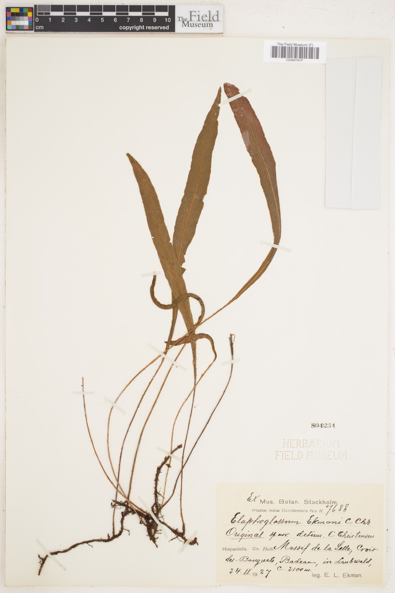 Elaphoglossum ekmanii photo 2