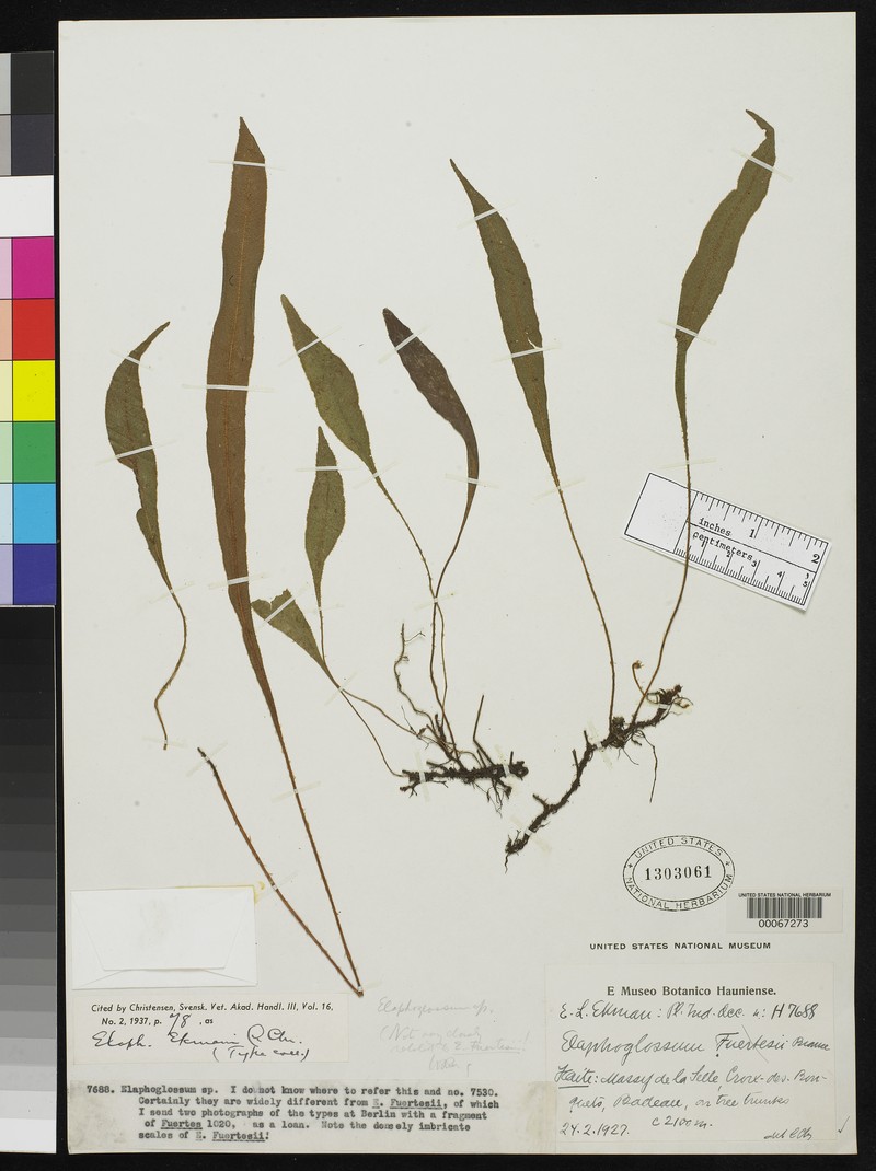 Elaphoglossum ekmanii