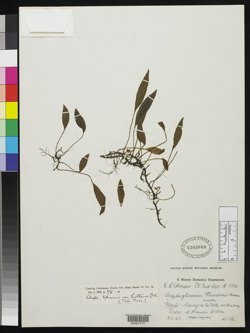 Elaphoglossum ekmanii photo 3