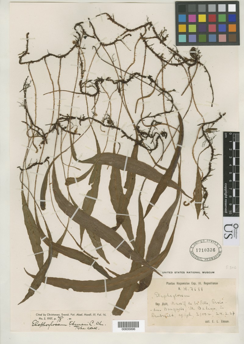 Elaphoglossum ekmanii photo 4