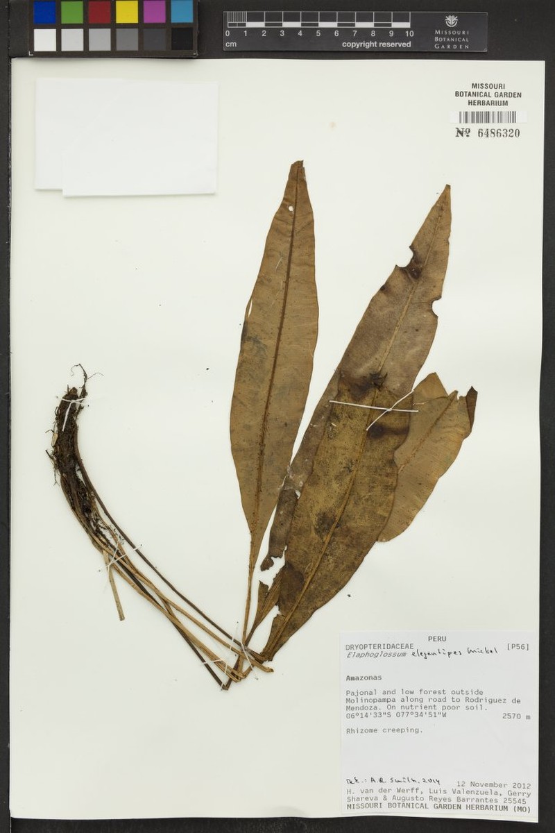 Elaphoglossum elegantipes