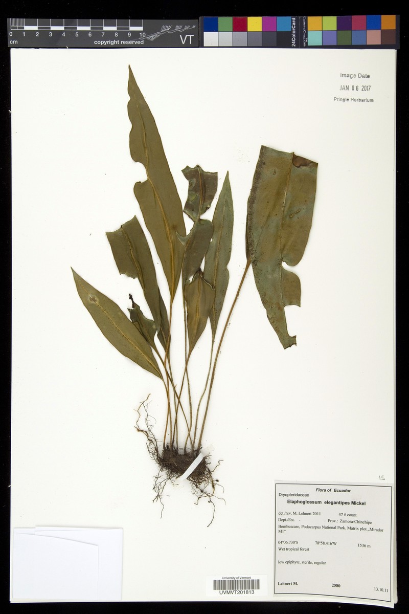 Elaphoglossum elegantipes photo 2