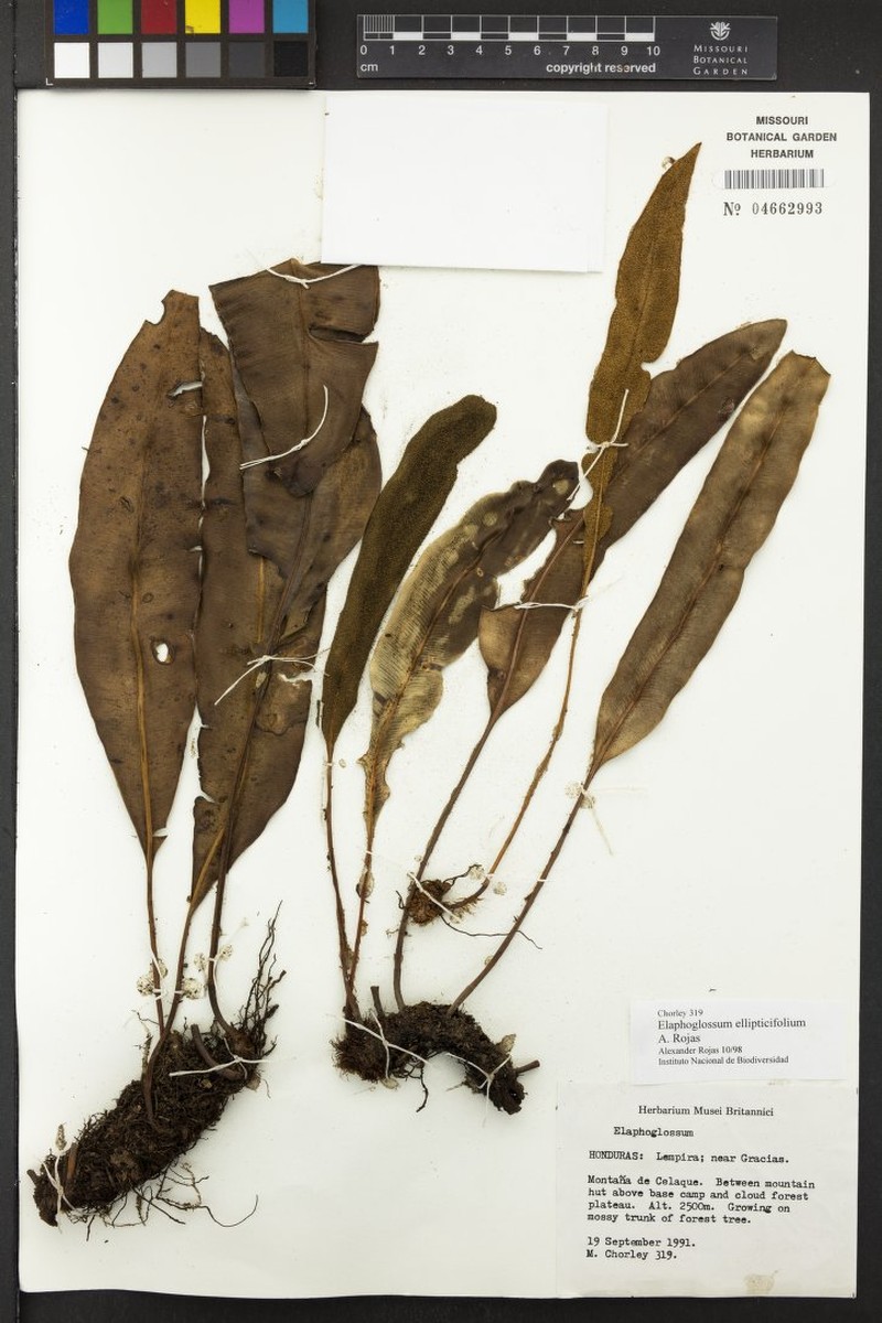 Elaphoglossum ellipticifolium