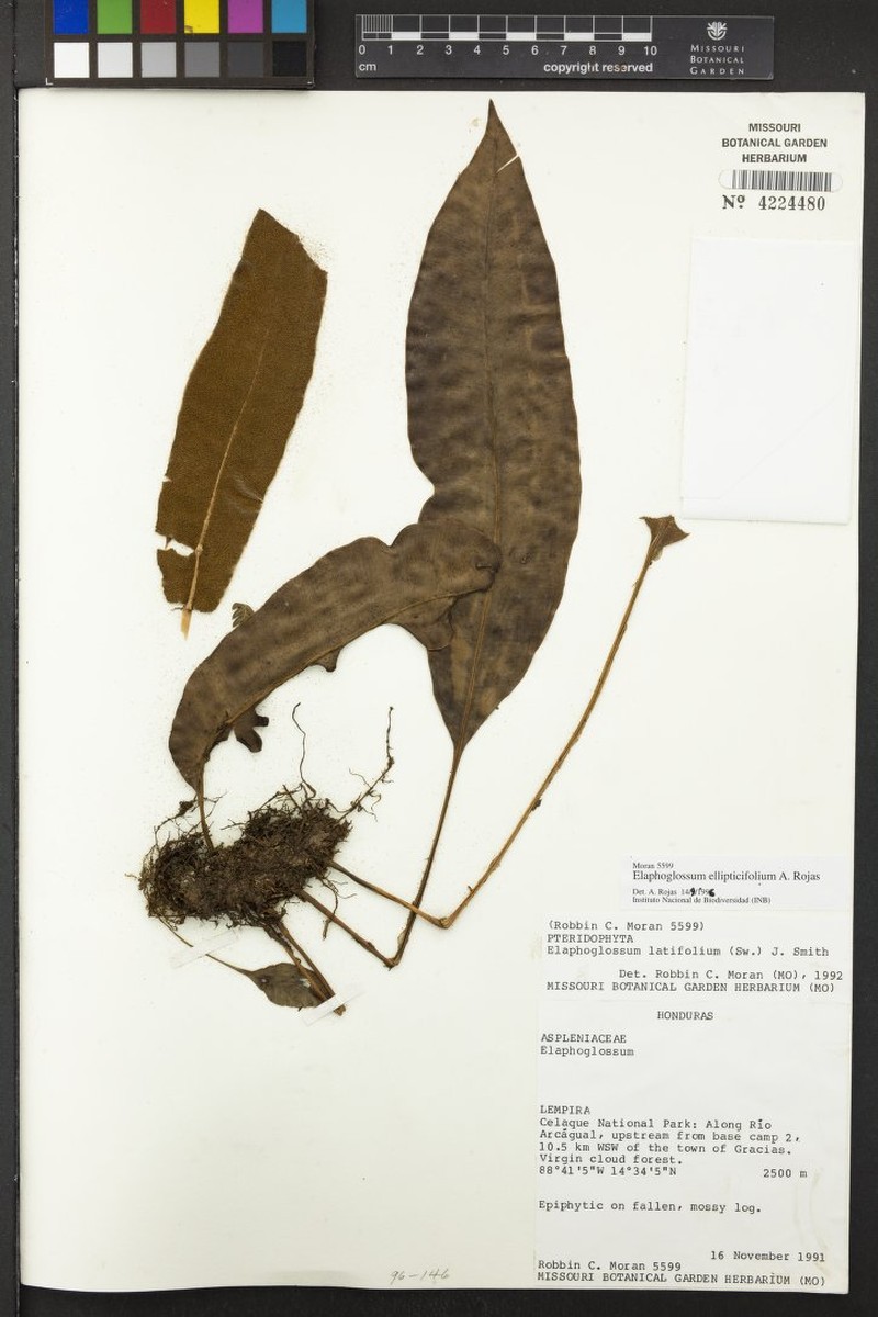 Elaphoglossum ellipticifolium photo 2