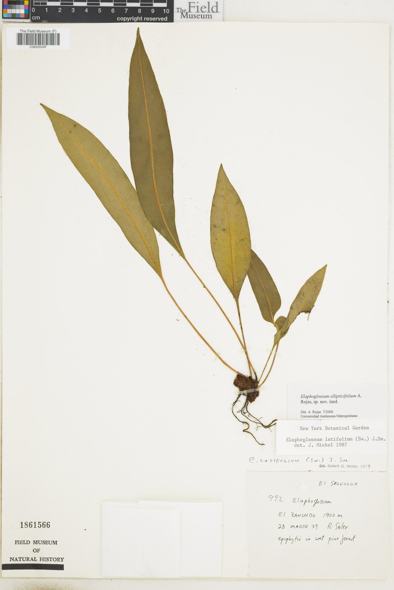 Elaphoglossum ellipticifolium photo 3