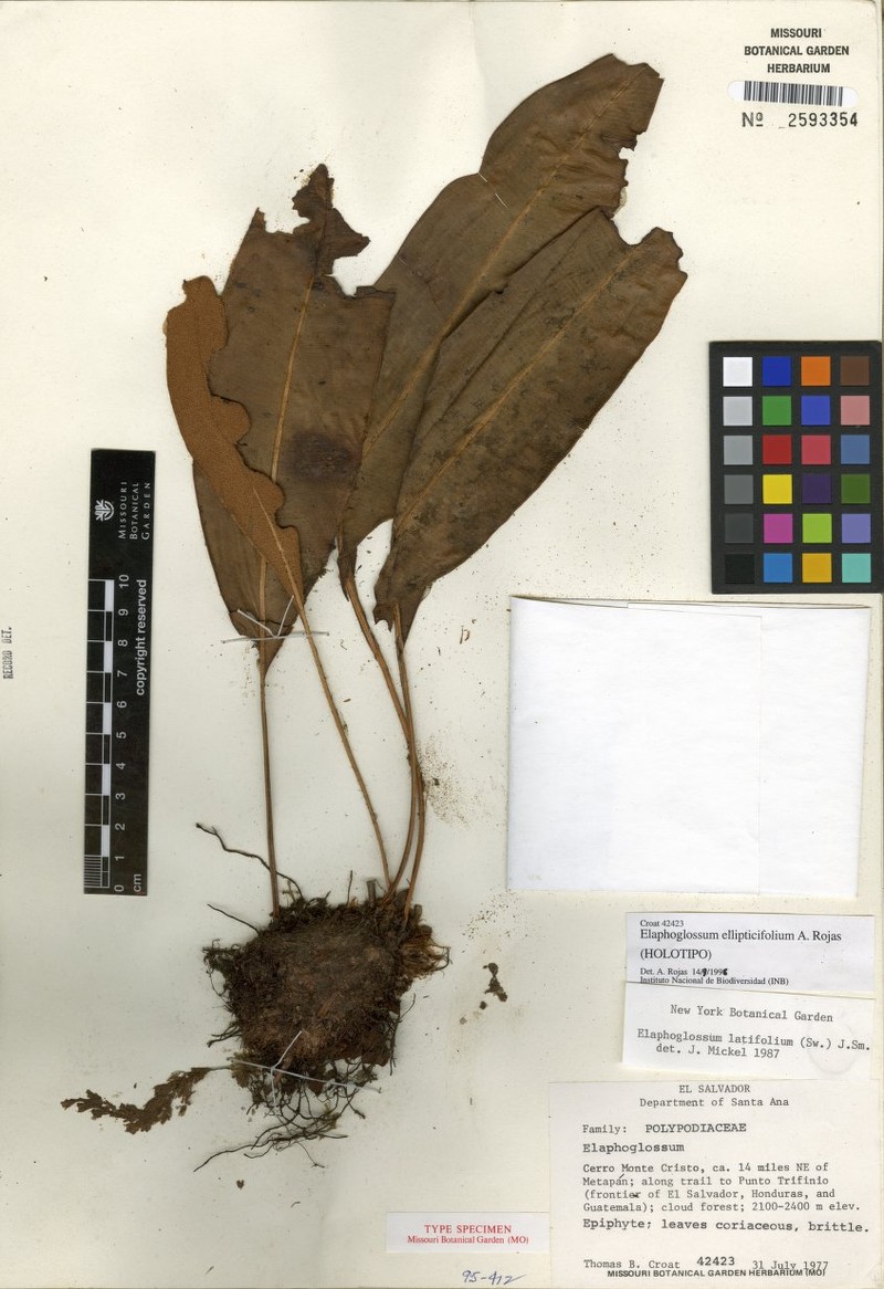 Elaphoglossum ellipticifolium photo 4
