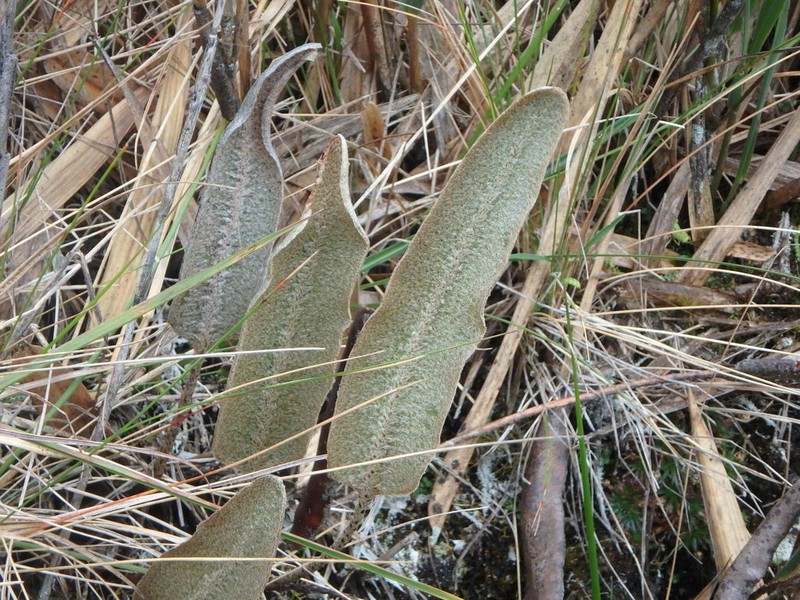 Elaphoglossum engelii