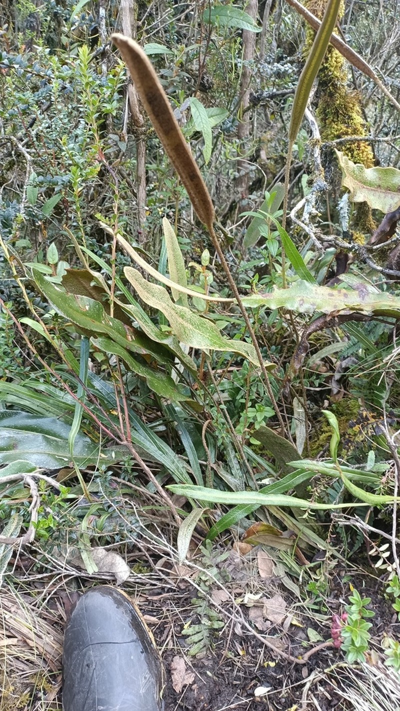 Elaphoglossum engelii photo 2