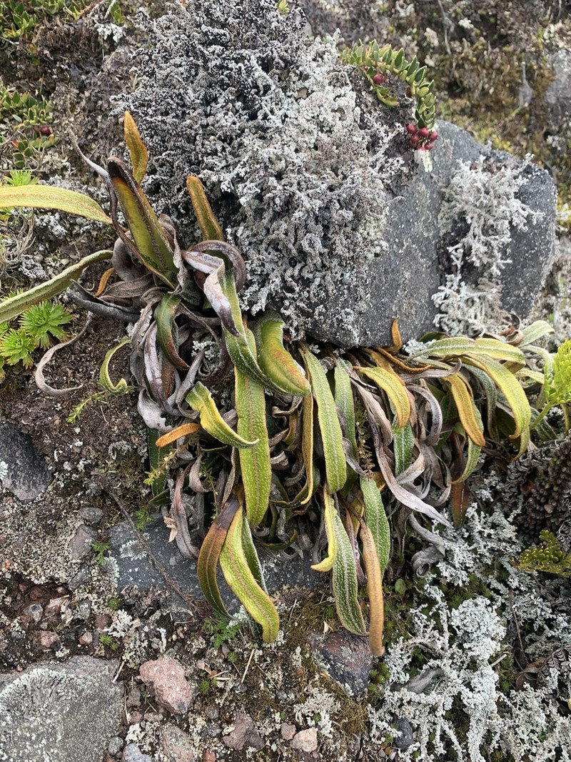 Elaphoglossum engelii photo 3