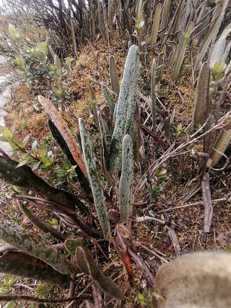 Elaphoglossum engelii photo 4