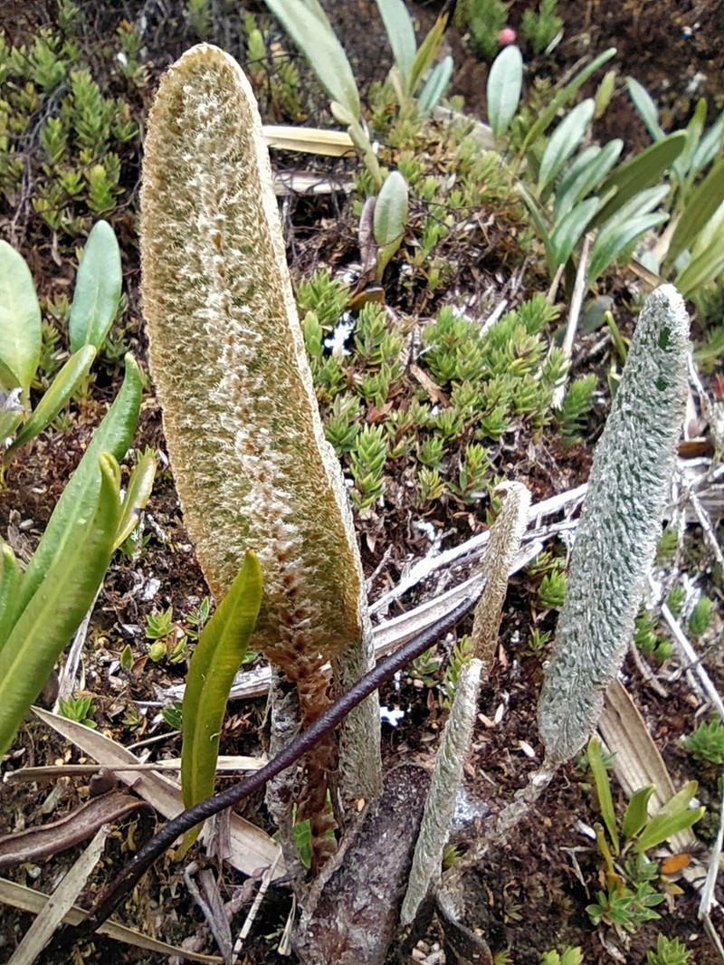 Elaphoglossum engelii photo 5