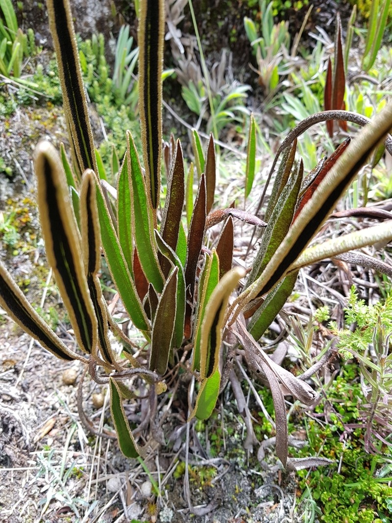 Elaphoglossum engelii photo 6