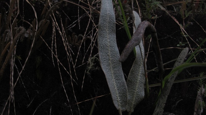Elaphoglossum engelii photo 7