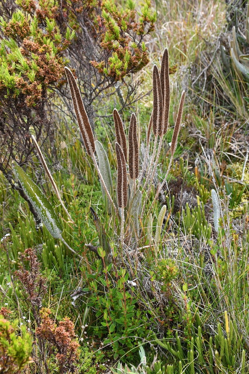 Elaphoglossum engelii photo 8