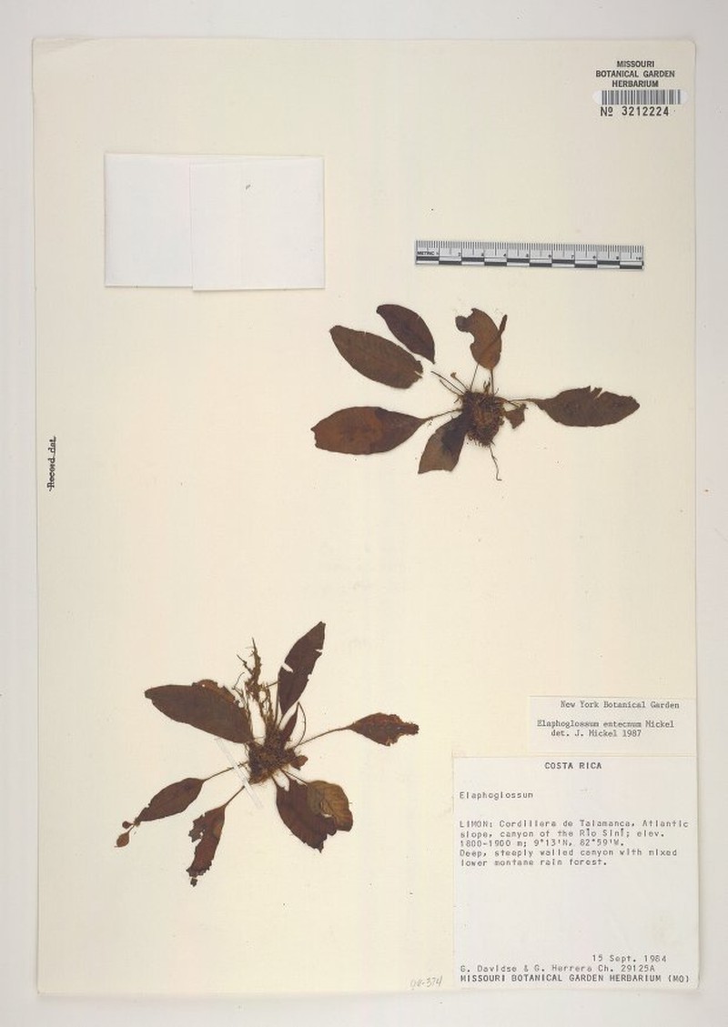 Elaphoglossum entecnum photo 2