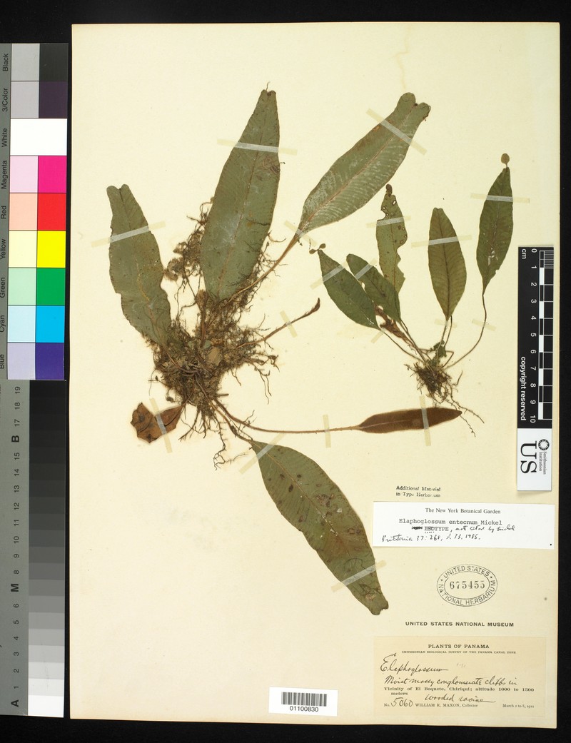 Elaphoglossum entecnum