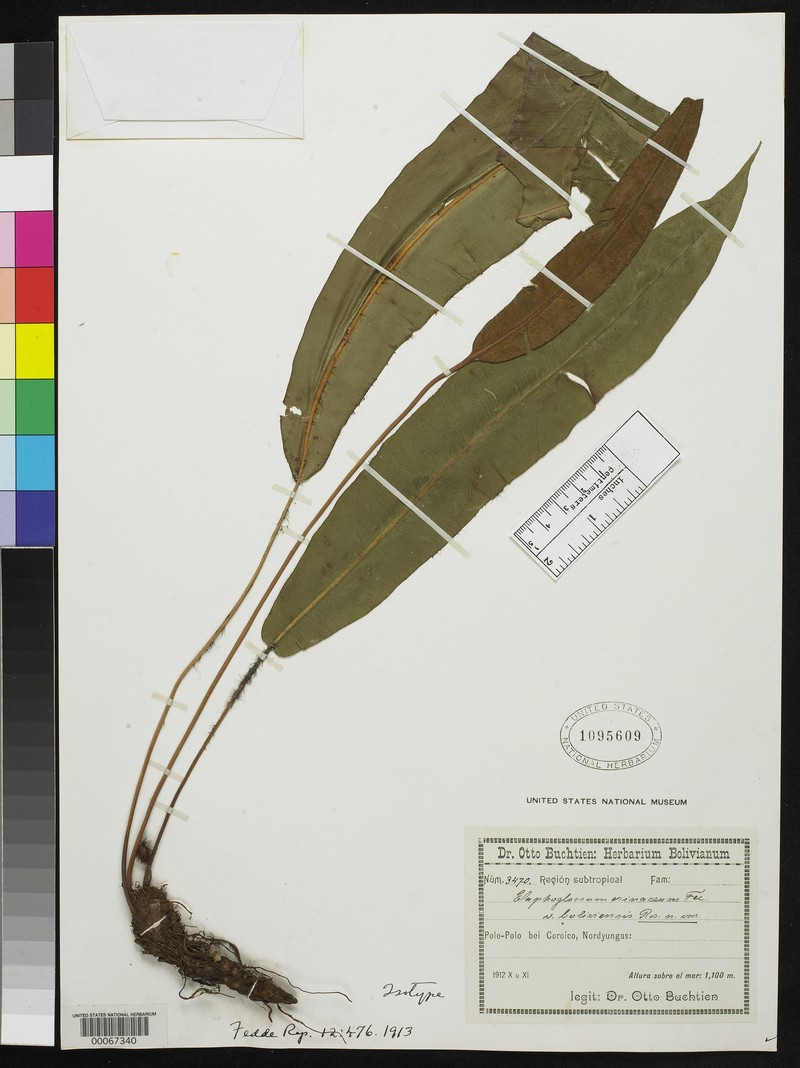 Guadeloupe Tonguefern