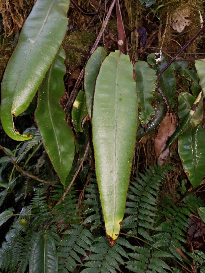 Guadeloupe Tonguefern
