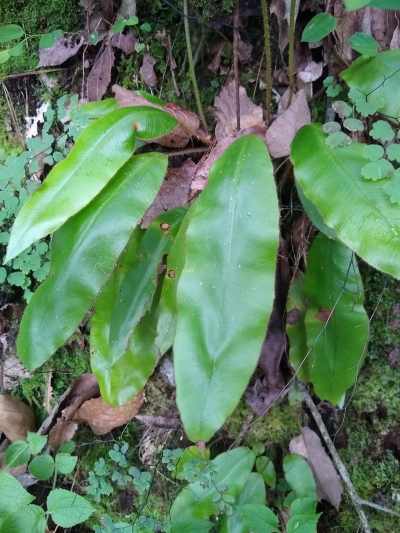 Guadeloupe Tonguefern photo 2