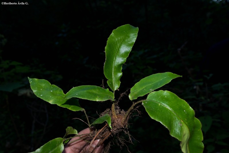 Guadeloupe Tonguefern photo 4