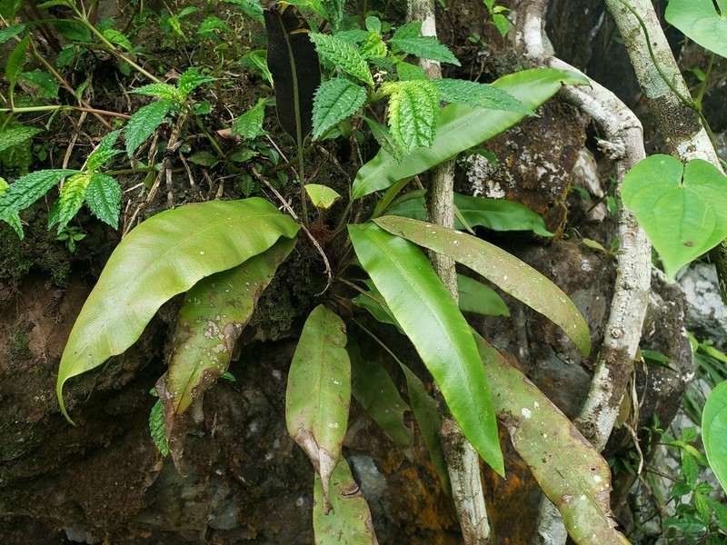 Guadeloupe Tonguefern photo 5