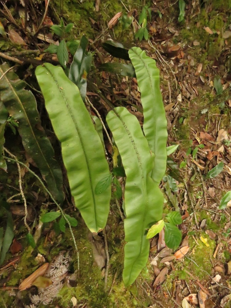 Guadeloupe Tonguefern photo 6
