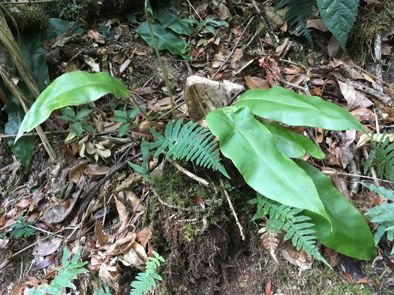 Guadeloupe Tonguefern photo 7