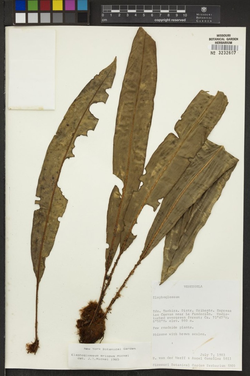 Elaphoglossum eriopus
