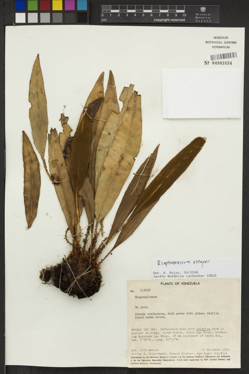Elaphoglossum eriopus photo 2