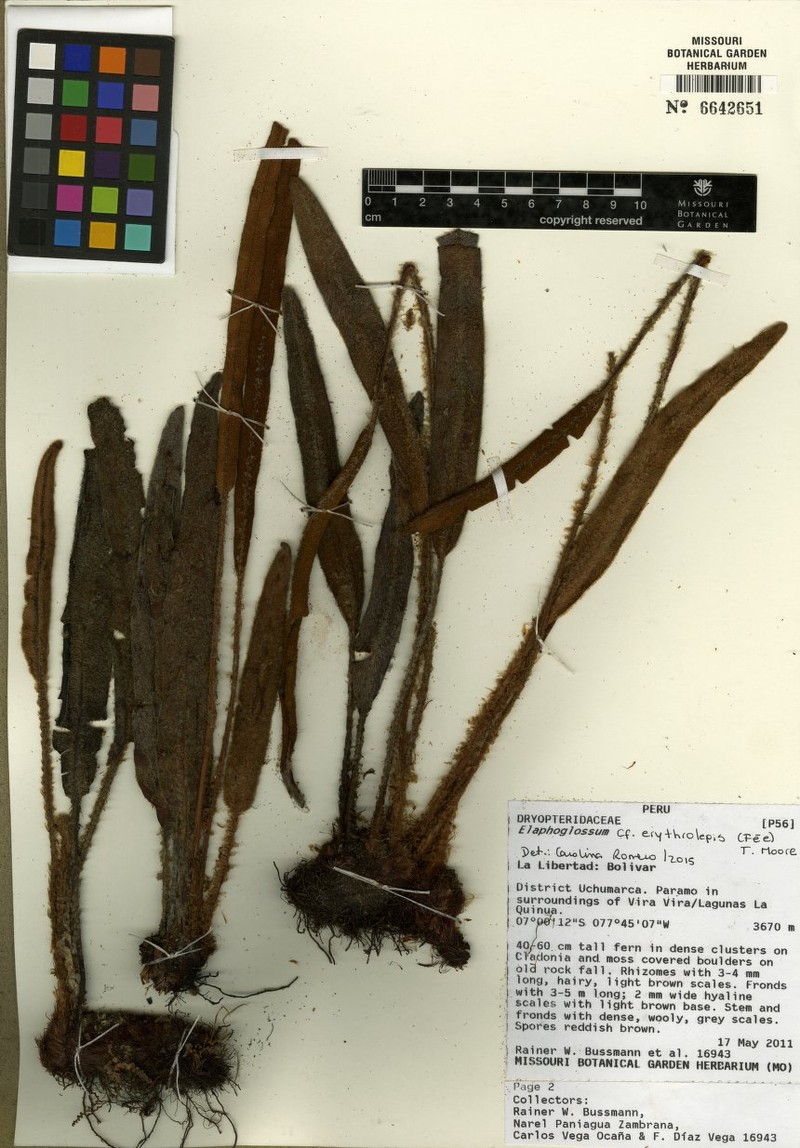 Elaphoglossum erythrolepis