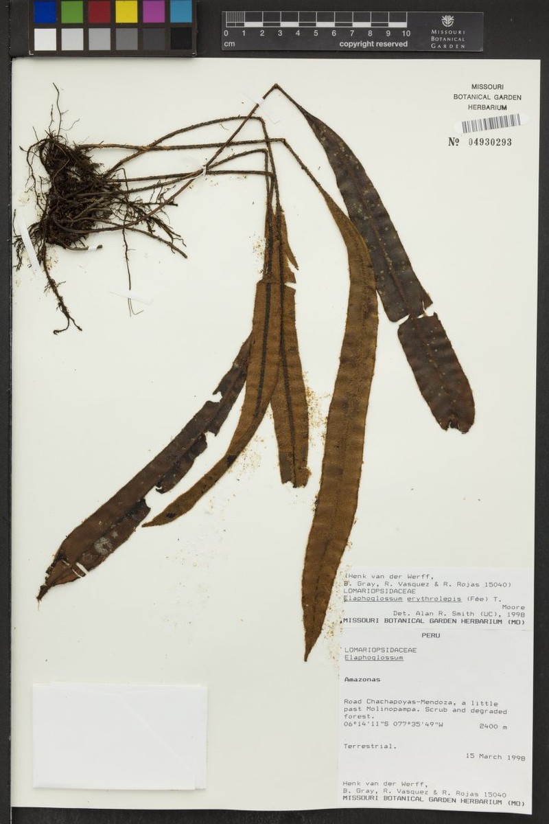 Elaphoglossum erythrolepis photo 2