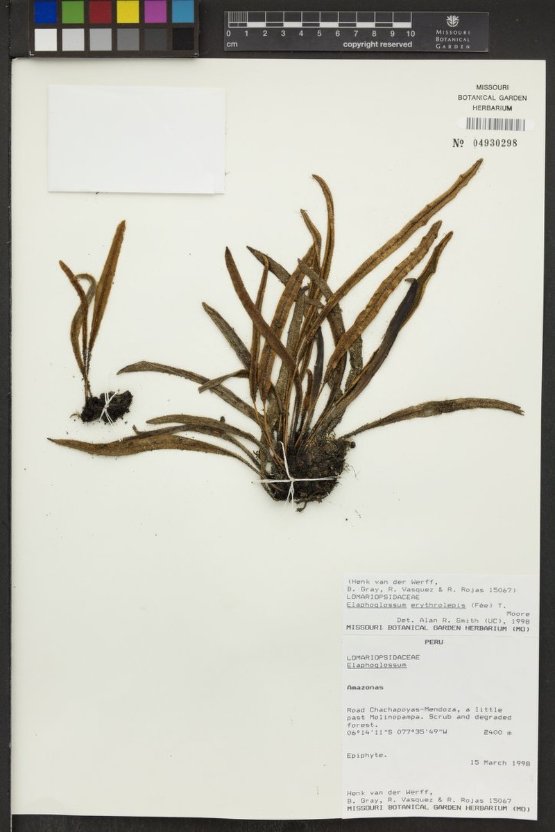Elaphoglossum erythrolepis photo 3