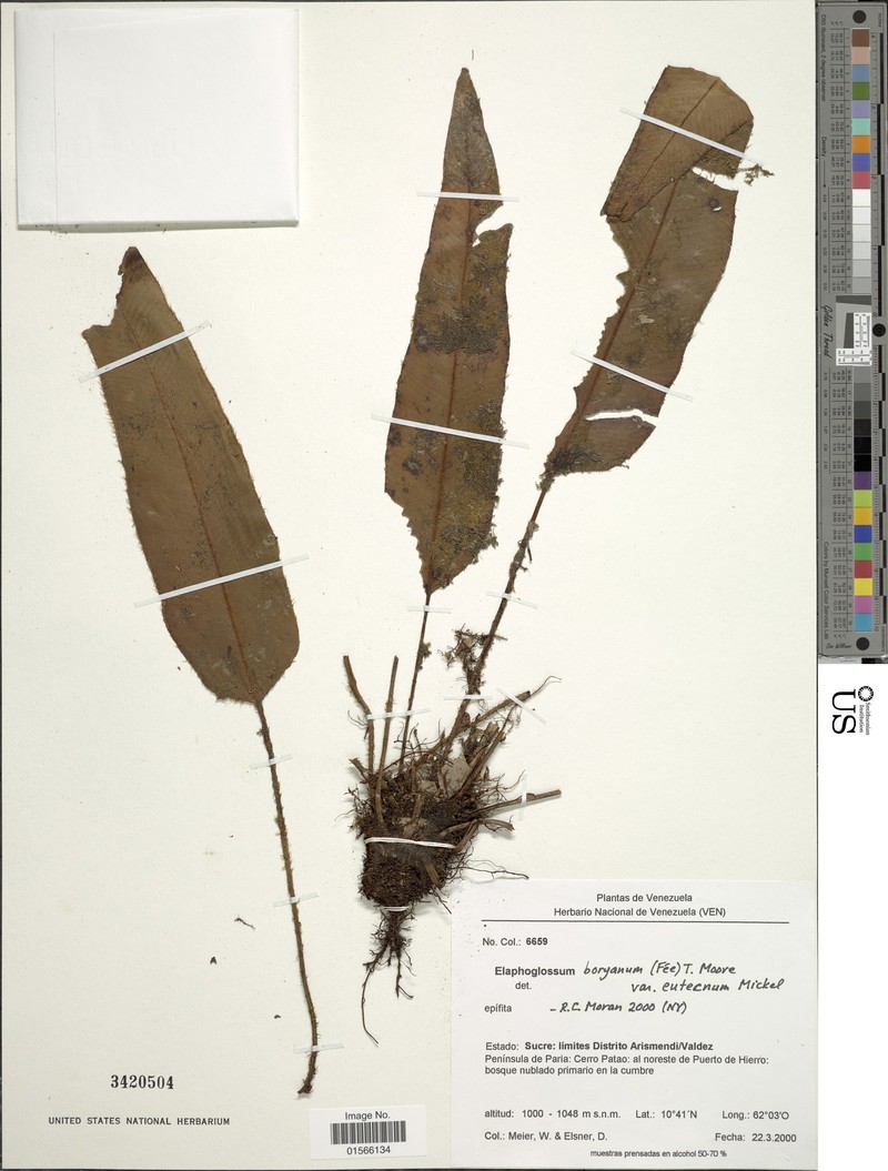 Elaphoglossum eutecnum photo 2