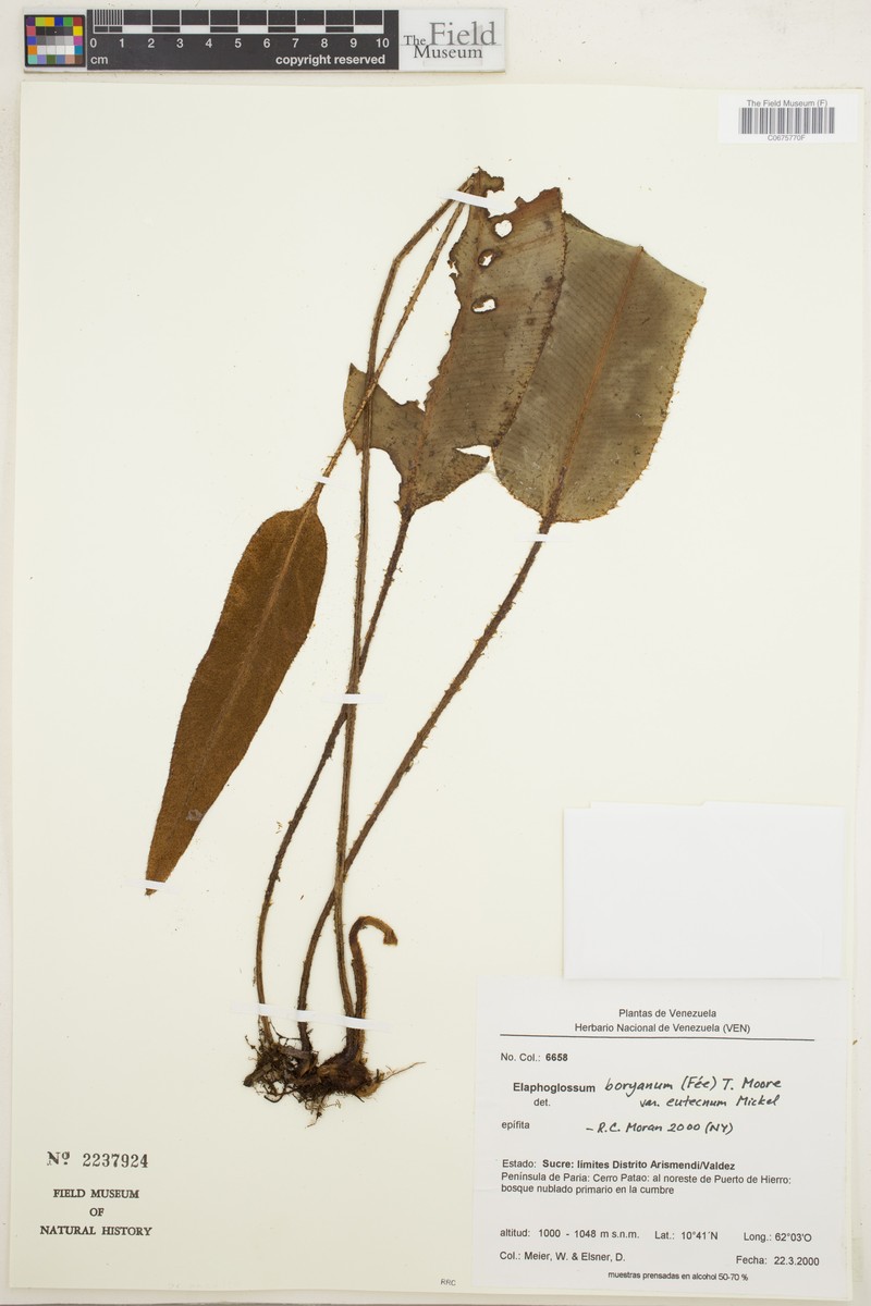 Elaphoglossum eutecnum photo 3
