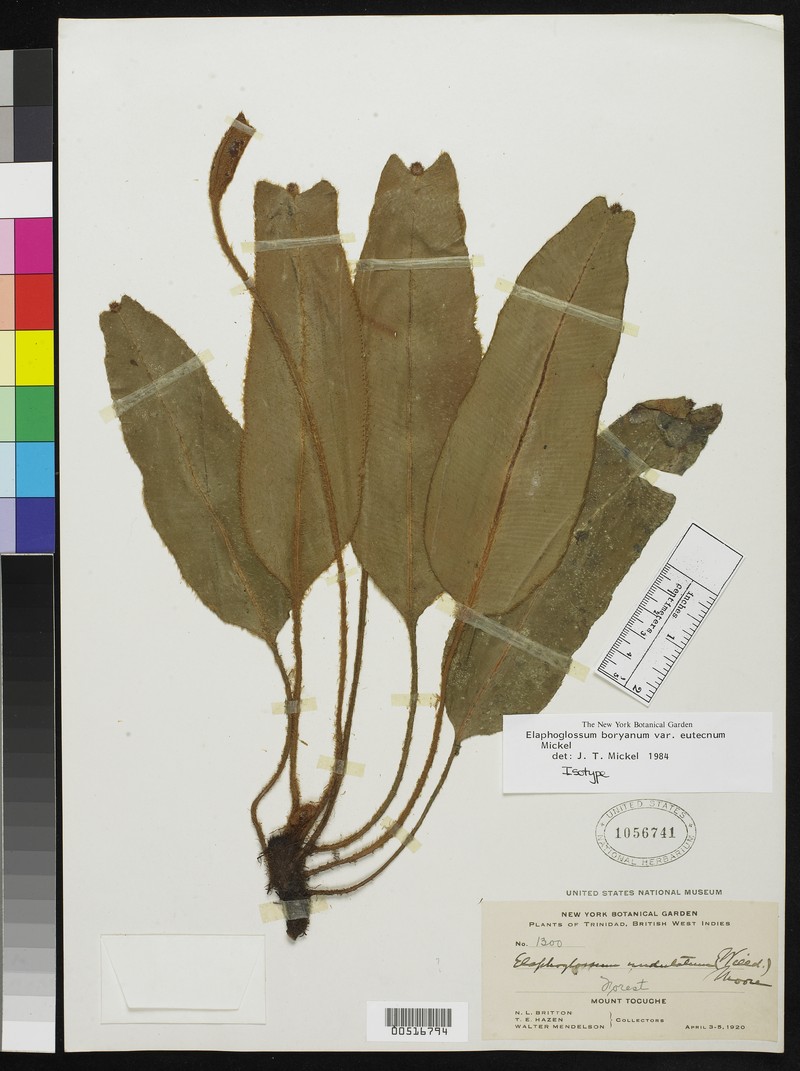 Elaphoglossum eutecnum