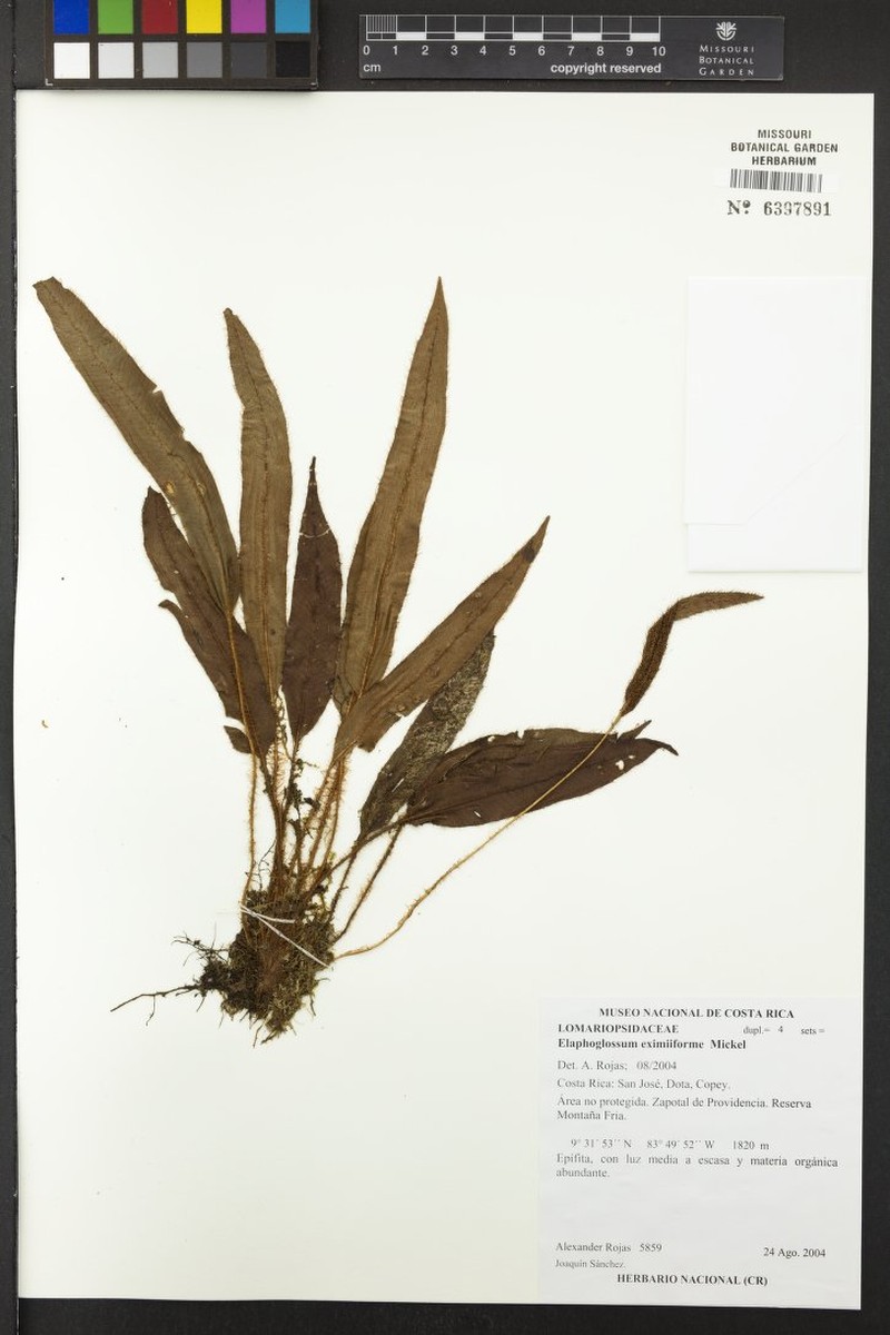 Elaphoglossum eximiiforme