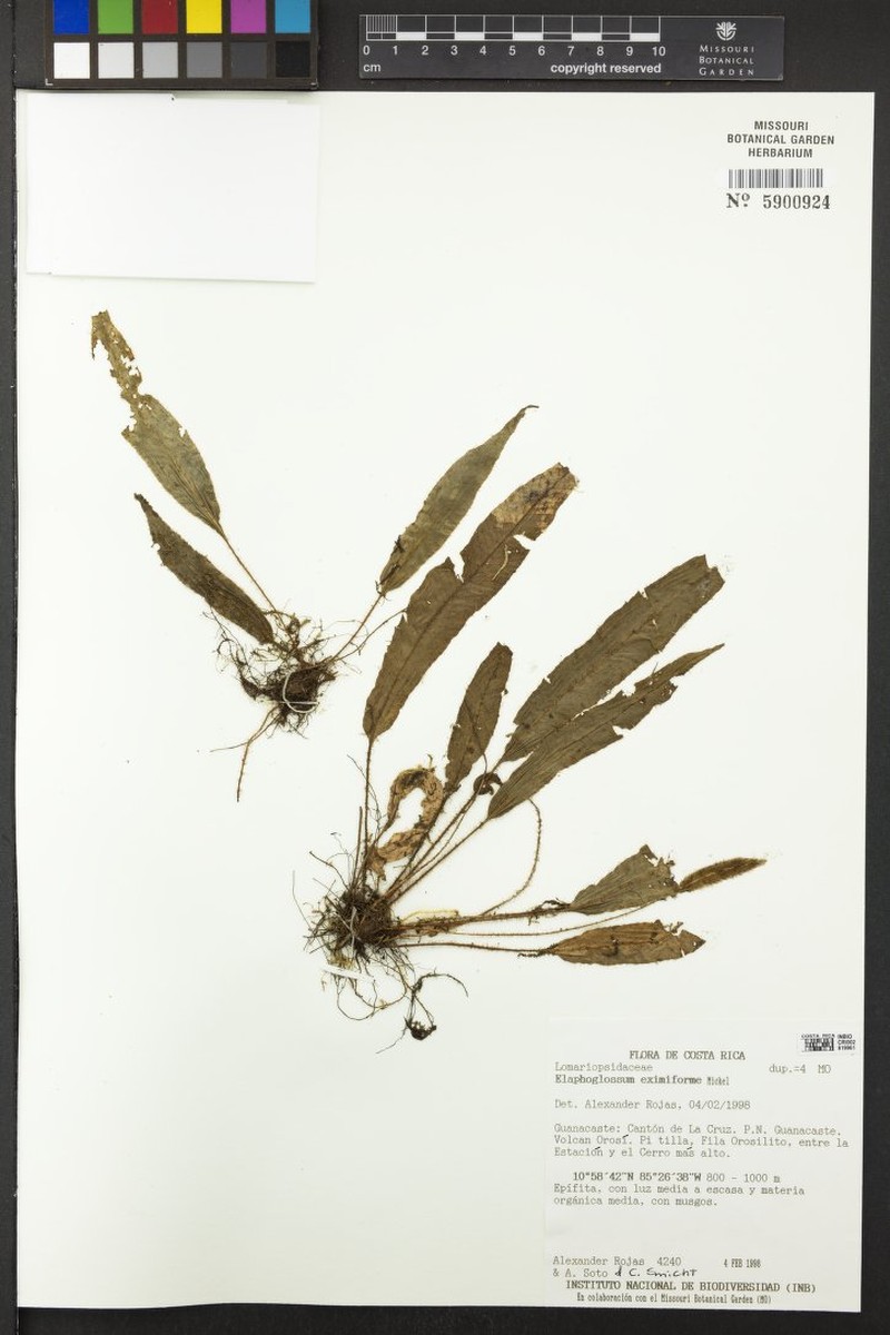 Elaphoglossum eximiiforme photo 2