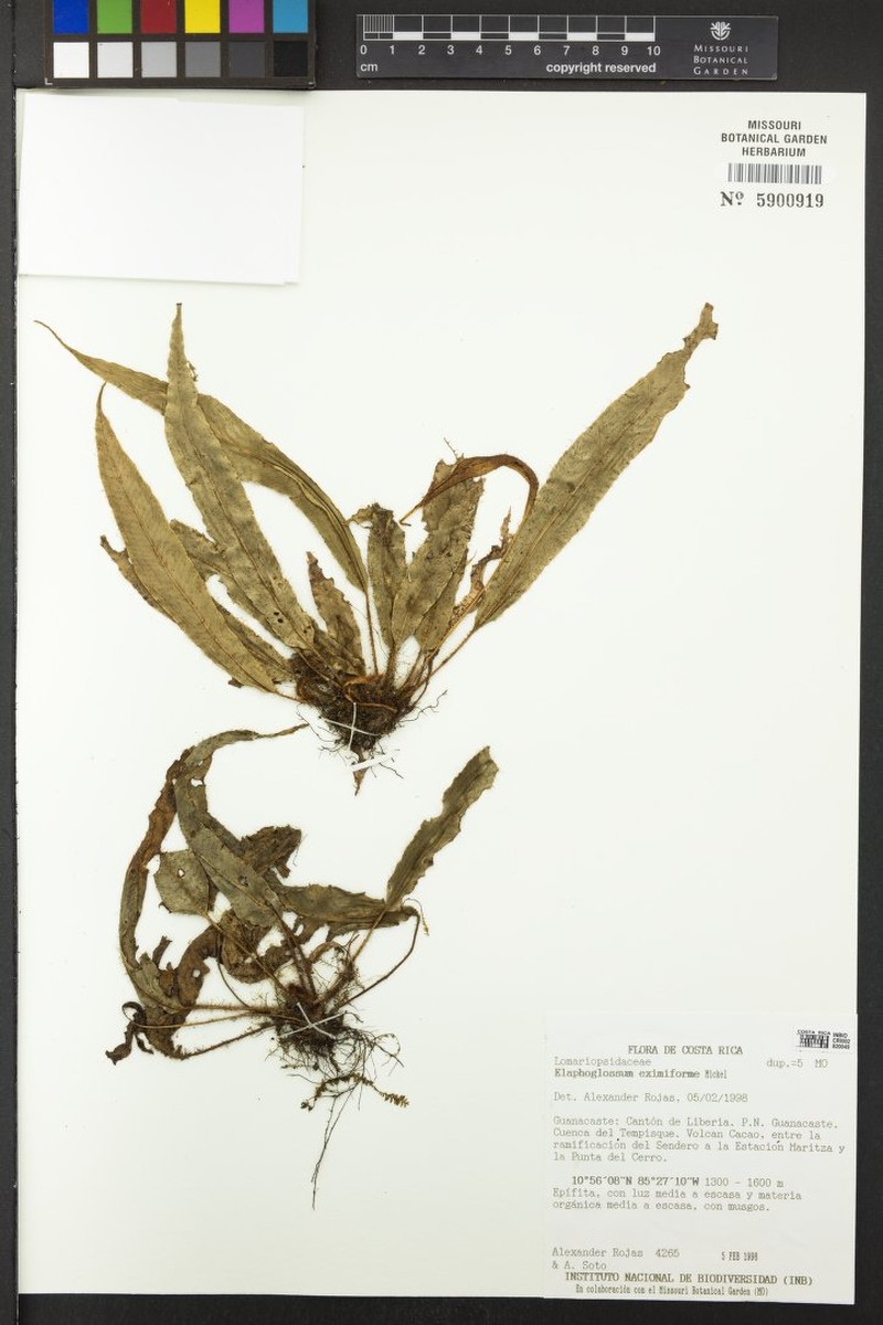 Elaphoglossum eximiiforme photo 3