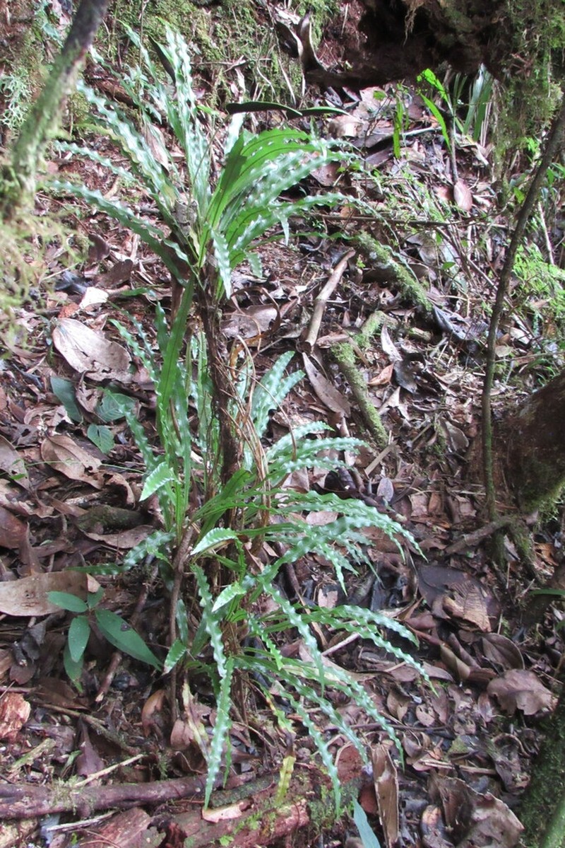 Elaphoglossum eximium