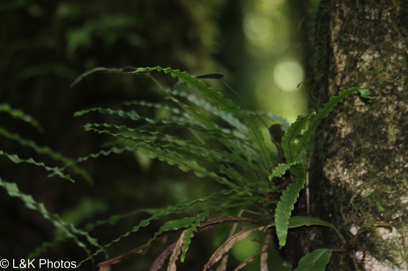 Elaphoglossum eximium photo 2