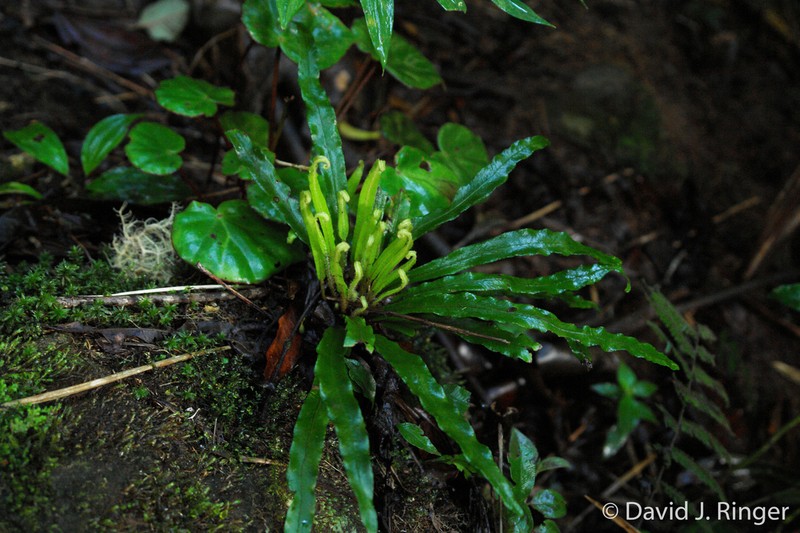 Elaphoglossum eximium photo 3