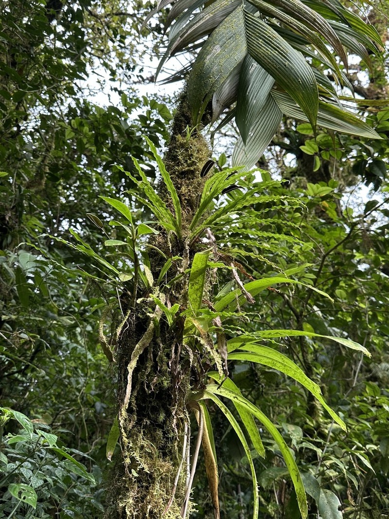 Elaphoglossum eximium photo 4