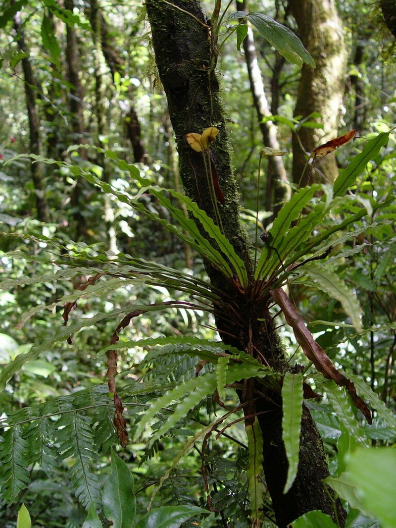 Elaphoglossum eximium photo 5