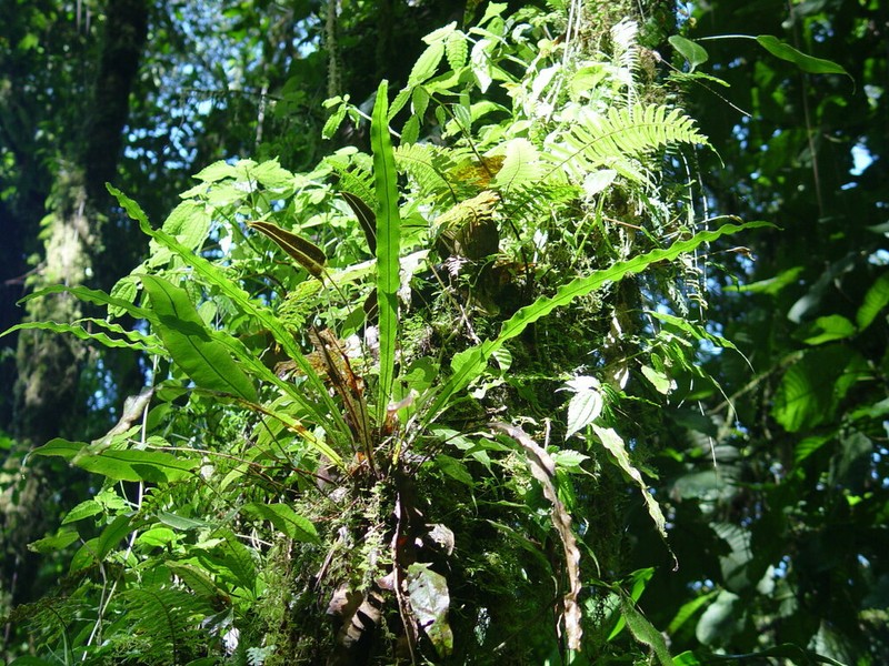 Elaphoglossum eximium photo 6