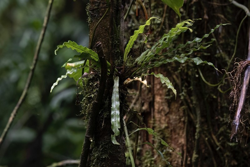 Elaphoglossum eximium photo 7