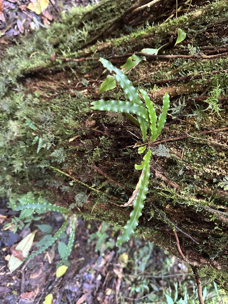 Elaphoglossum eximium photo 8
