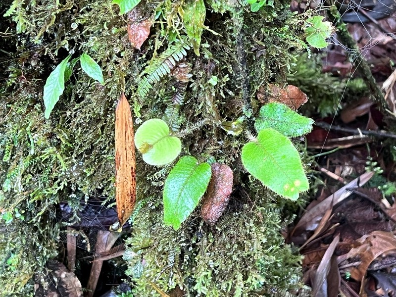 Elaphoglossum exsertipes