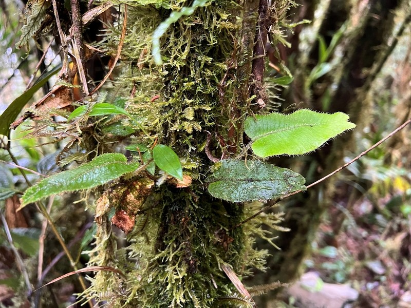 Elaphoglossum exsertipes photo 2