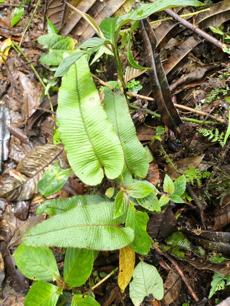 Elaphoglossum exsertipes photo 3