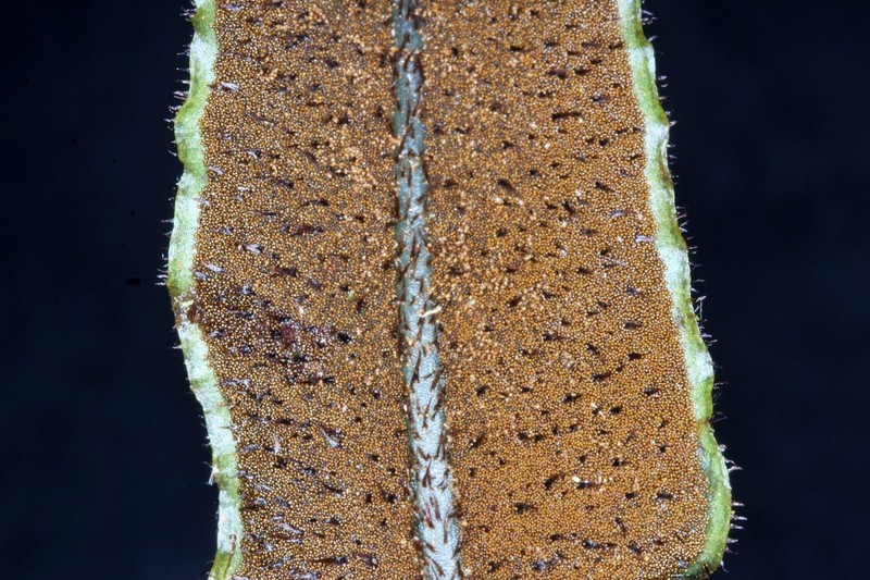 Elaphoglossum exsertipes photo 4